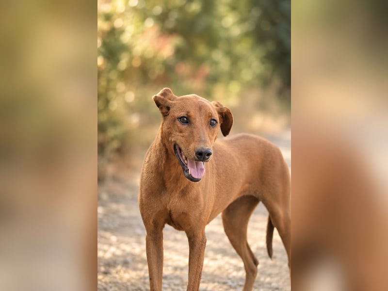 Trixie - Treue Hundeseele sucht ihre zweite Chance