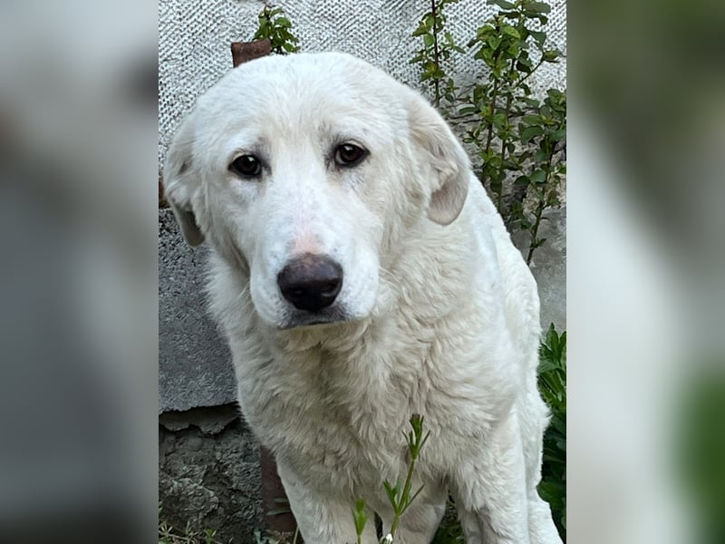 Simba Hübscher Hundejunge sucht seine Menschen