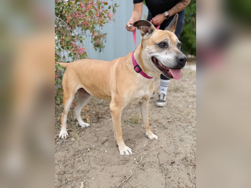 Godiva - Liebevolle Seniorin wartet auf ihr Happy-End