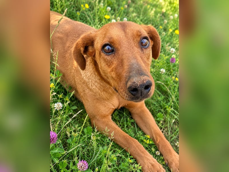 Trixie - Treue Hundeseele sucht ihre zweite Chance