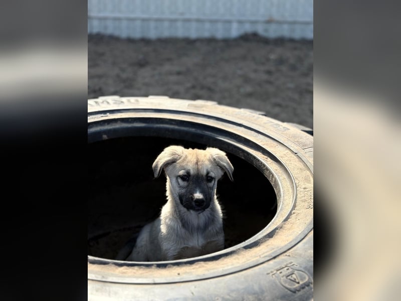 Nala - Ein kleiner Sonnenschein sucht Geborgenheit