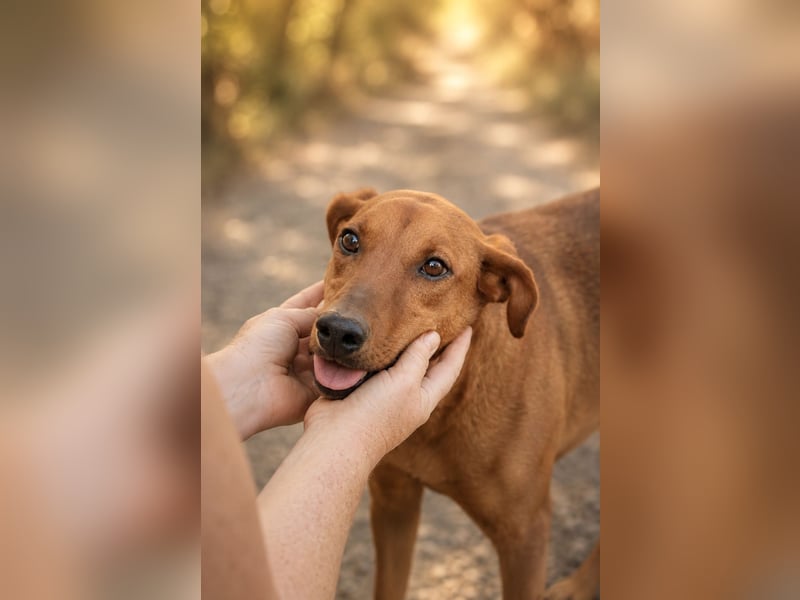 Trixie - Treue Hundeseele sucht ihre zweite Chance
