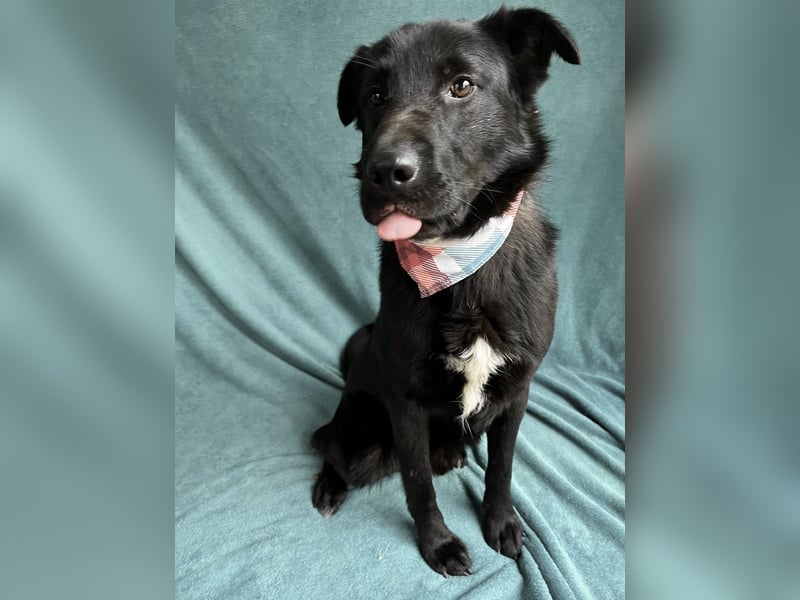 Porter - Kluger, verspielter Begleiter bereit für neue Abenteuer