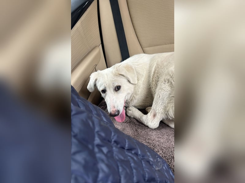 Simba Hübscher Hundejunge sucht seine Menschen