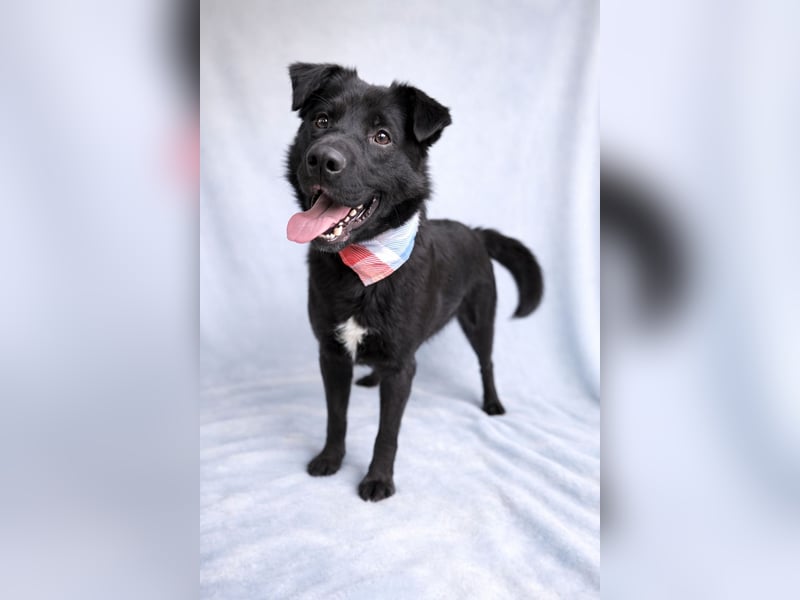 Porter - Kluger, verspielter Begleiter bereit für neue Abenteuer