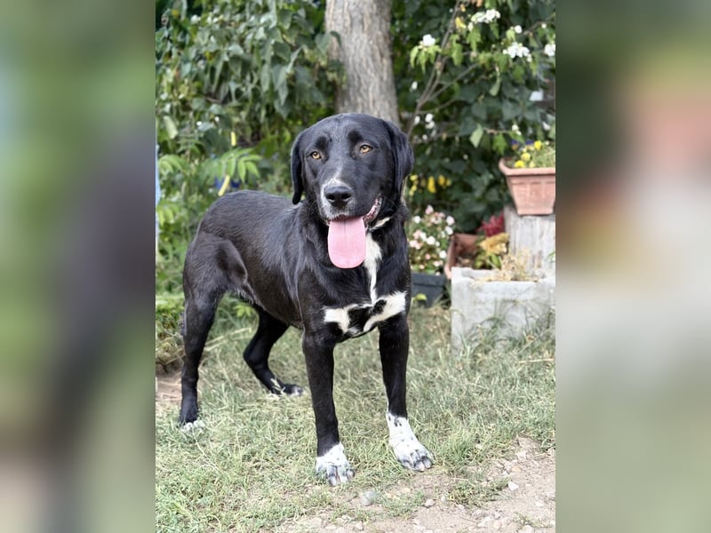 ZIBA - Sensible Hündin sucht liebevolles Zuhause