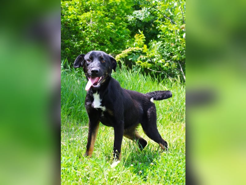 Kailo (Kumkvuat) - Fröhlicher Junghund sucht aktive Menschen!