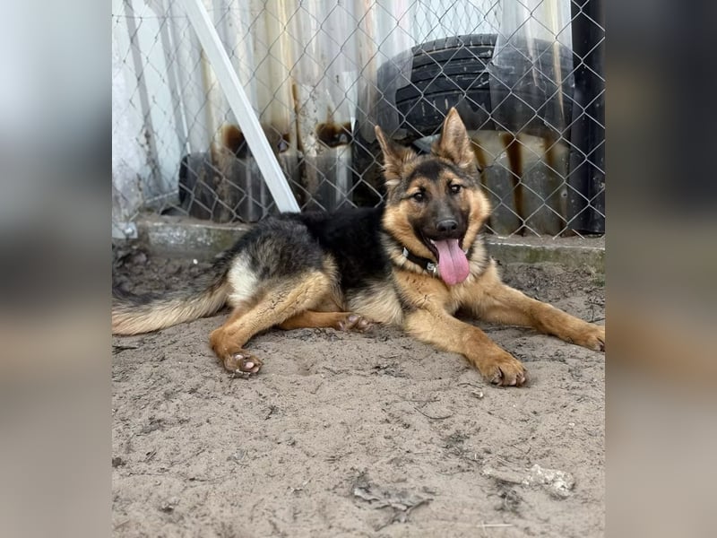 Blanka - treue Begleiterin auf vier Pfoten sucht ihr Zuhause