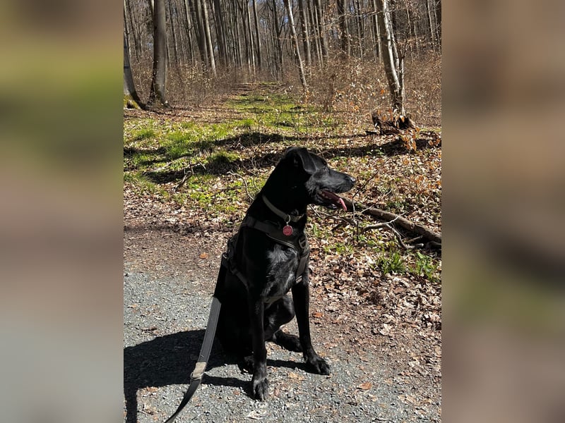 Ouzo - ausgeglichener Rüde sucht einfühlsames Zuhause