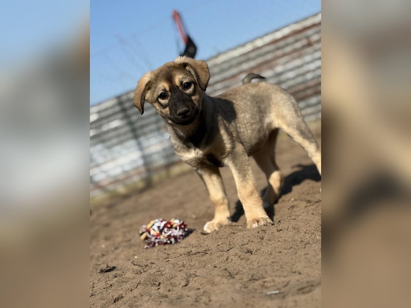 Nalani - Verspieltes Hundemädchen auf Familiensuche