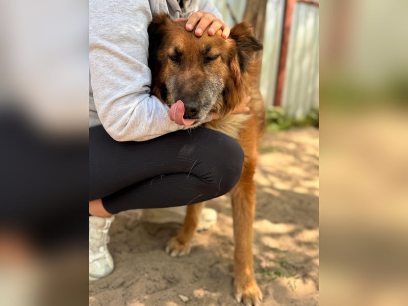 Gerad Sanfter Hundesenior sucht Partner für die besten Jahre
