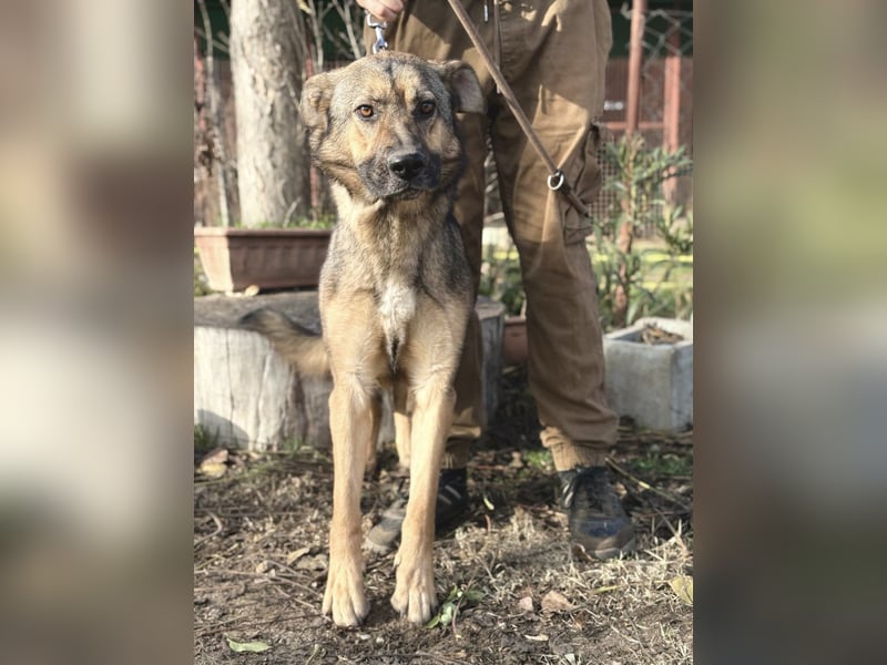 Kara - wunderschöne Schäfermix Hündin sucht eine Familie *in Ulm*