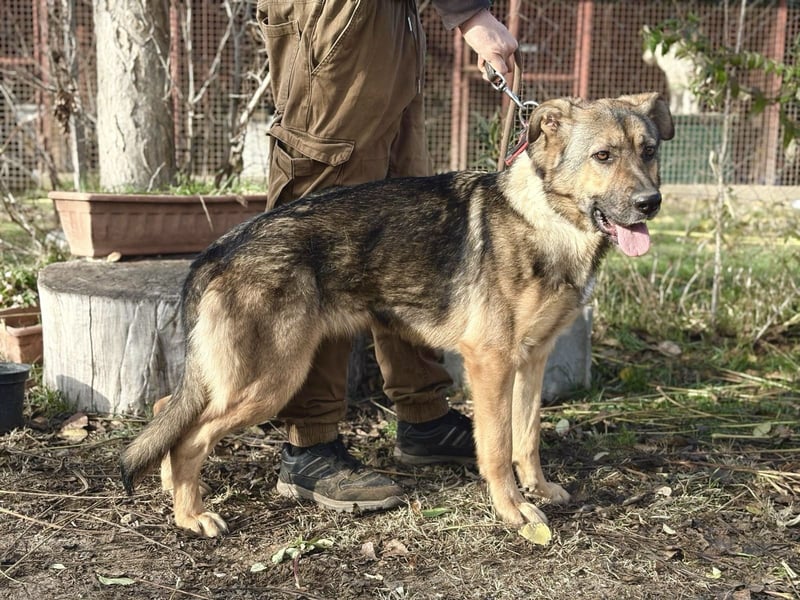 Kara - wunderschöne Schäfermix Hündin sucht eine Familie *in Ulm*