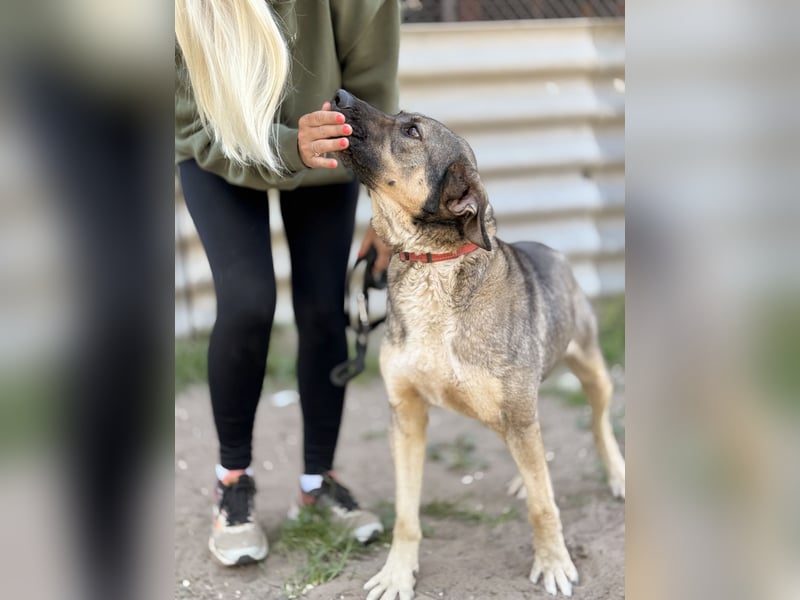 Simon (Strolch) - Lebensfroher Herzenshund sucht seine zweite Chance