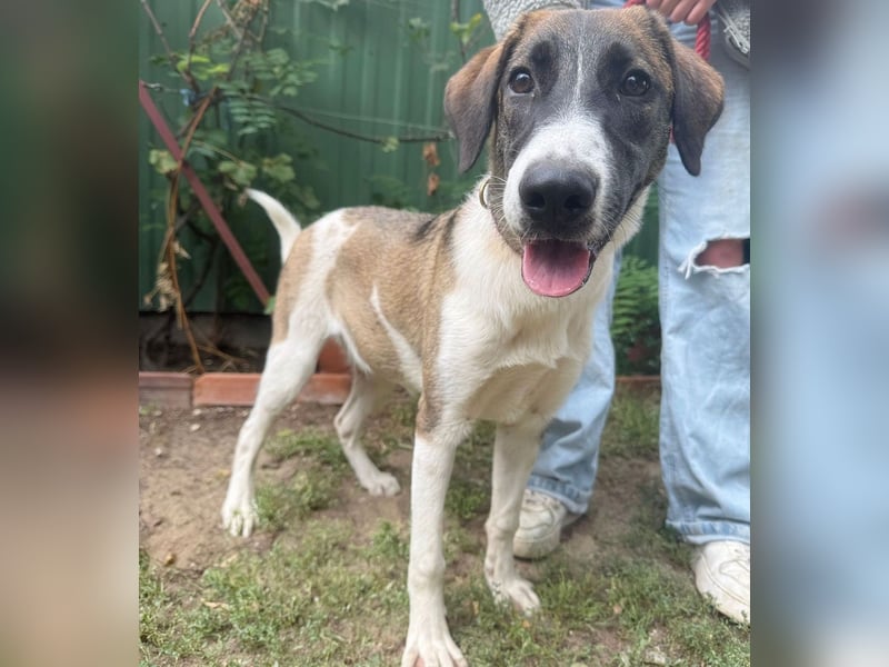 Hezöl -Liebe Junghündin sucht ihre Menschen