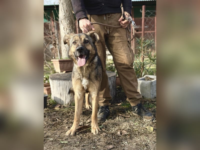 Kara - wunderschöne Schäfermix Hündin sucht eine Familie *in Ulm*