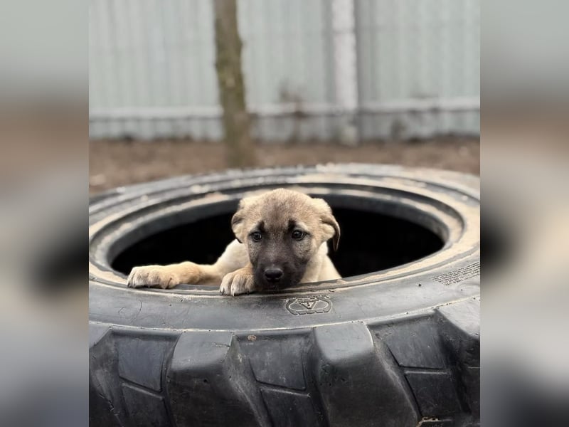 Nya - Verspielte Fellnase wünscht sich eigene Familie