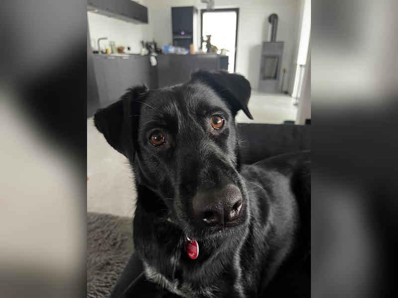 Ouzo - ausgeglichener Rüde sucht einfühlsames Zuhause