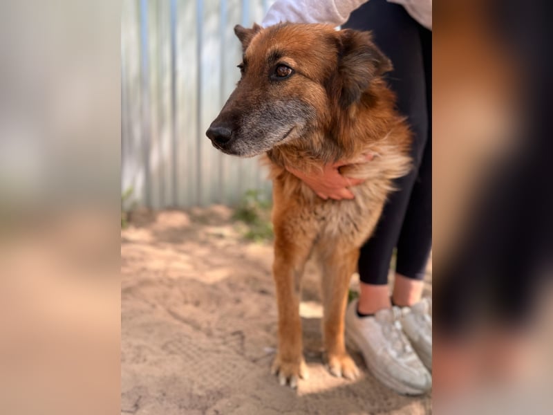 Gerad Sanfter Hundesenior sucht Partner für die besten Jahre