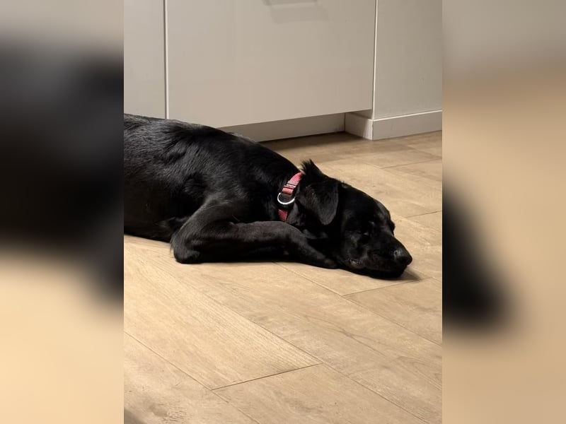Rosi - wunderschöne Labradormix Hündin, 3 Jahre alt