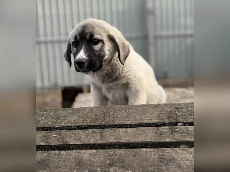 Nils - Herzenshund wartet auf sein Ticket ins Glück