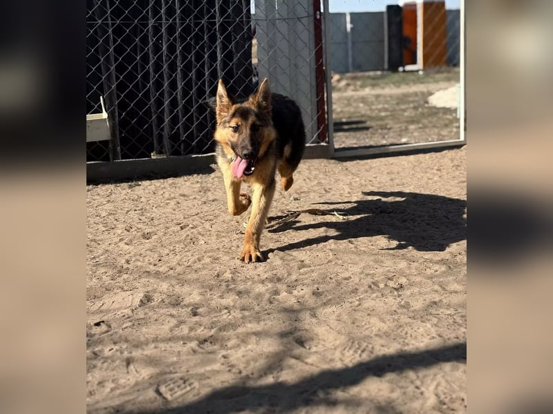 Blanka - treue Begleiterin auf vier Pfoten sucht ihr Zuhause