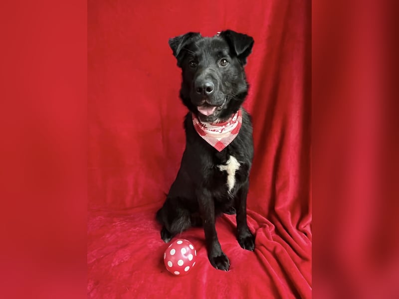 Porter - Kluger, verspielter Begleiter bereit für neue Abenteuer