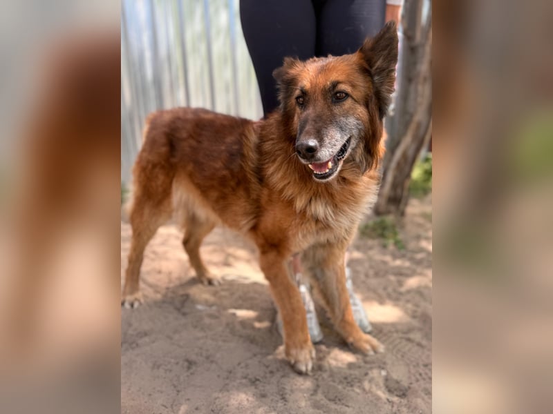 Gerad Sanfter Hundesenior sucht Partner für die besten Jahre