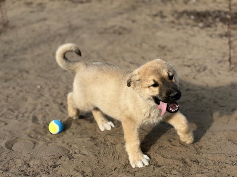 Nash - verspielter Welpe sucht liebevolle Menschen