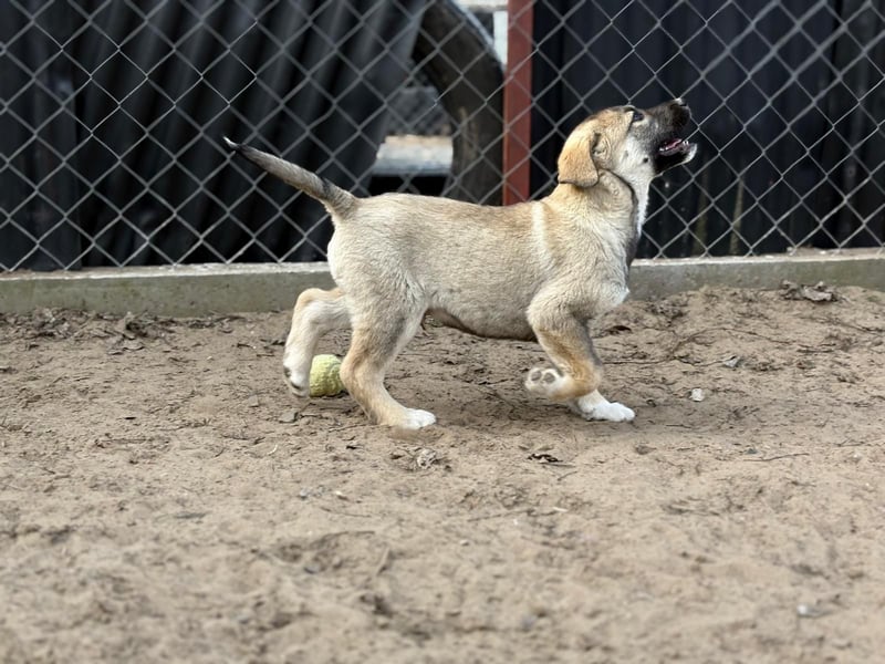 Nacho - Verspielter Welpenjunge möchte die Welt entdecken