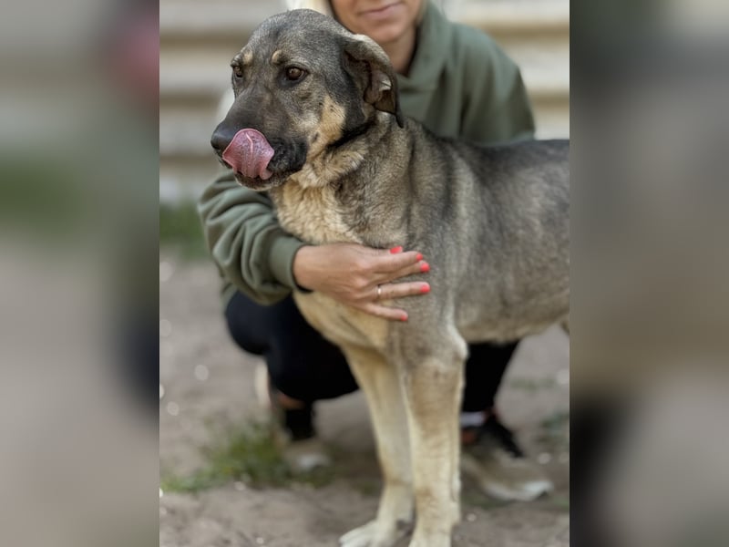 Simon (Strolch) - Lebensfroher Herzenshund sucht seine zweite Chance