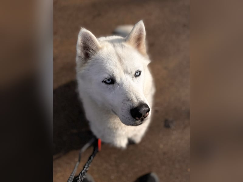 Remus - Wunderschöner Husky-Mix Rüde, 5 Jahre alt, freundlich, in 39112 Magdeburg