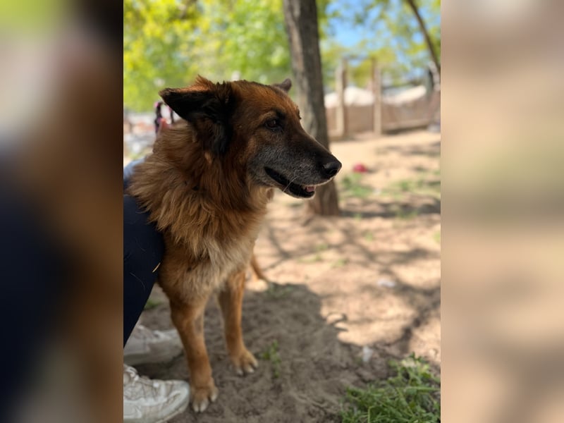 Gerad Sanfter Hundesenior sucht Partner für die besten Jahre