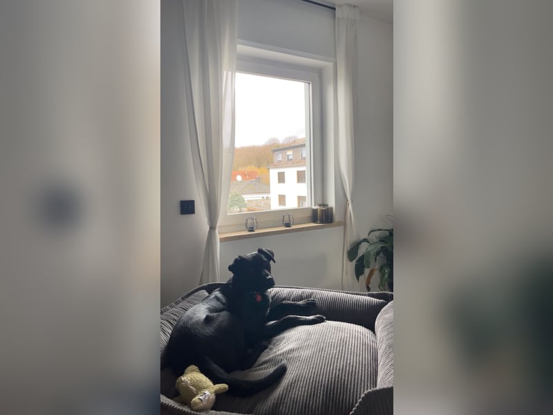 Ouzo - ausgeglichener Rüde sucht einfühlsames Zuhause