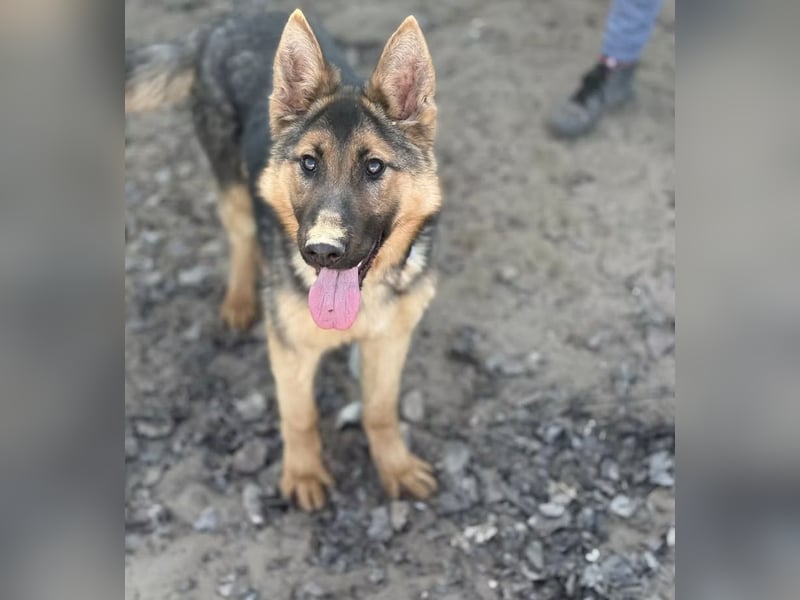 Blanka - treue Begleiterin auf vier Pfoten sucht ihr Zuhause