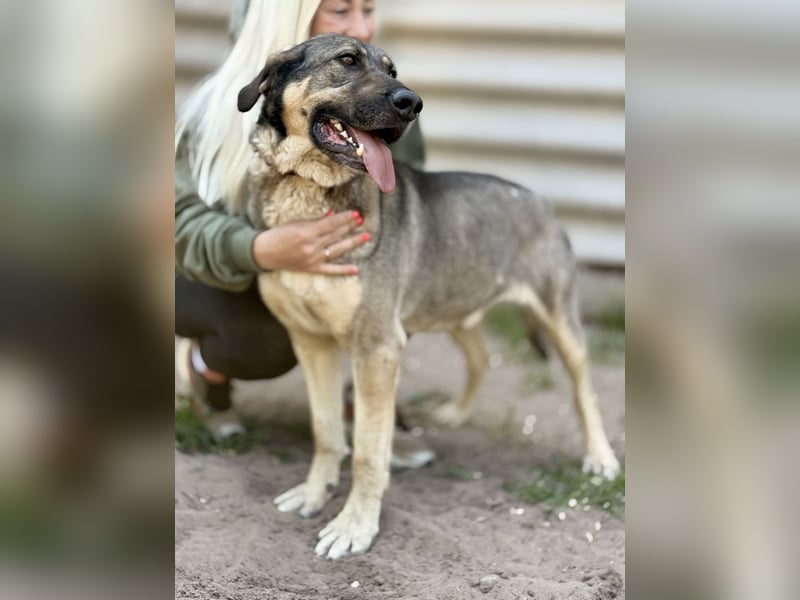 Simon (Strolch) - Lebensfroher Herzenshund sucht seine zweite Chance