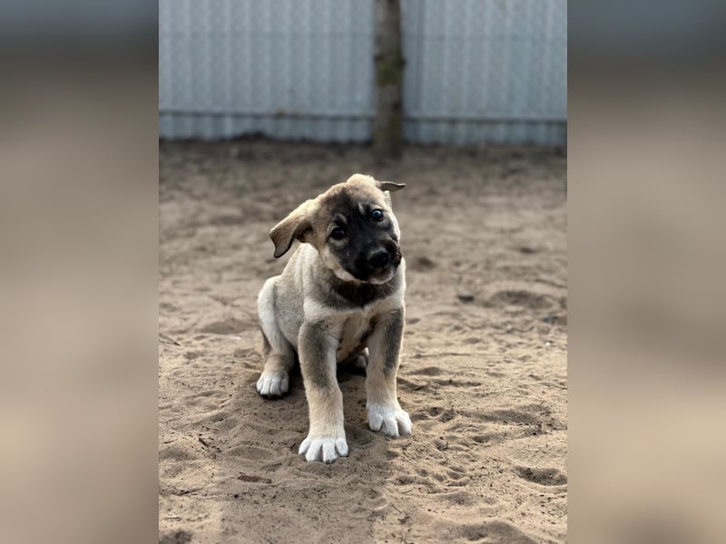 Nacho - Verspielter Welpenjunge möchte die Welt entdecken