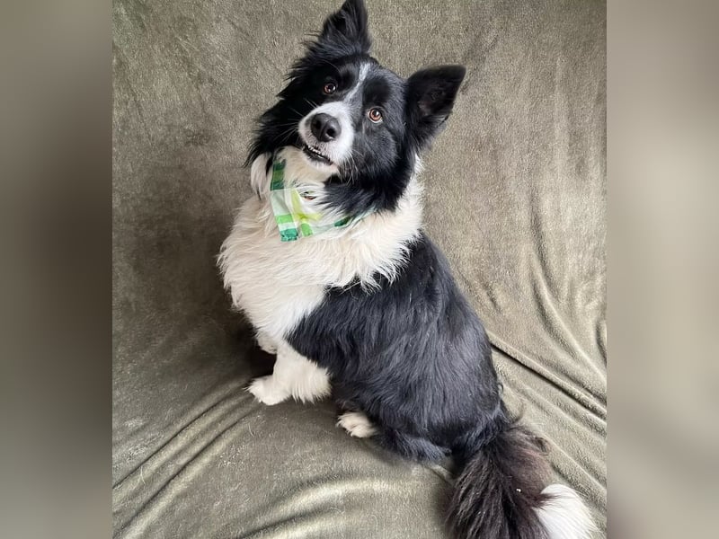 Thiago - Lieber Rüde möchte endlich ankommen!