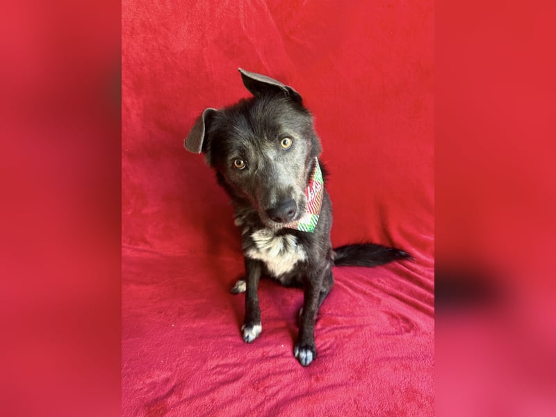 Malter - Treuer Herzenshund auf der Suche nach seinem Für-Immer-Zuhause