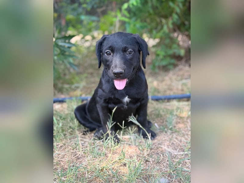 Jade - Fröhliche kleine Welpin sucht ihr Für-immer-Zuhause!