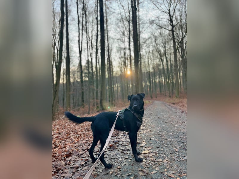 Ouzo - ausgeglichener Rüde sucht einfühlsames Zuhause