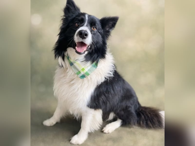 Thiago - Lieber Rüde möchte endlich ankommen!