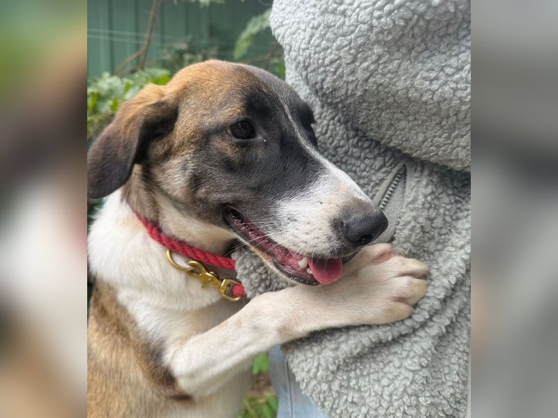 Hezöl -Liebe Junghündin sucht ihre Menschen