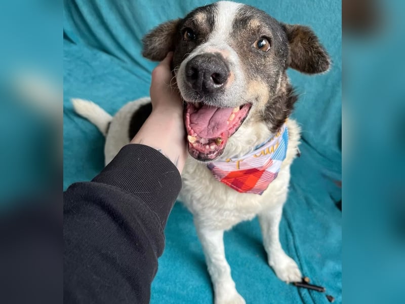 Kaspian - Sanfter Senior sucht liebevolles Zuhause zum Ankommen