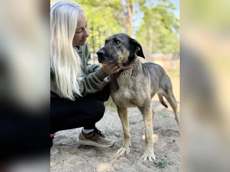 Simon (Strolch) - Lebensfroher Herzenshund sucht seine zweite Chance