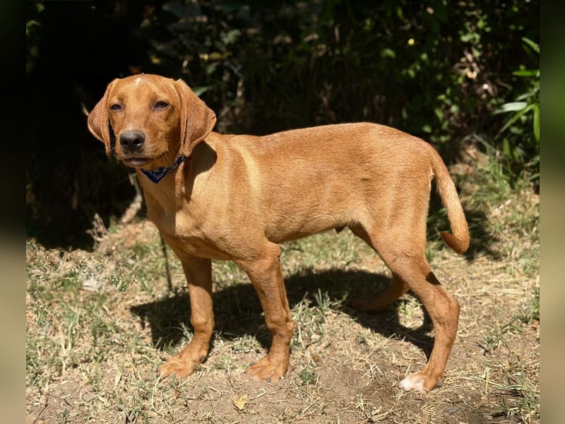 Remi (Remig) Ein fröhlicher Sonnenschein sucht seine Herzensmenschen
