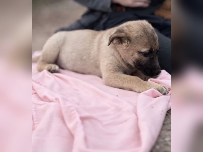 Nya - Verspielte Fellnase wünscht sich eigene Familie