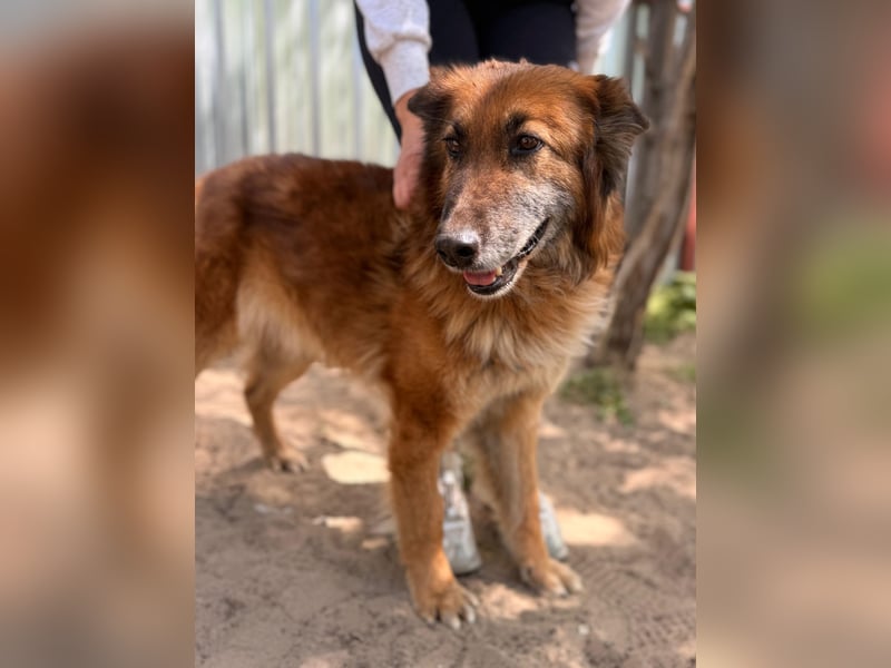 Gerad Sanfter Hundesenior sucht Partner für die besten Jahre