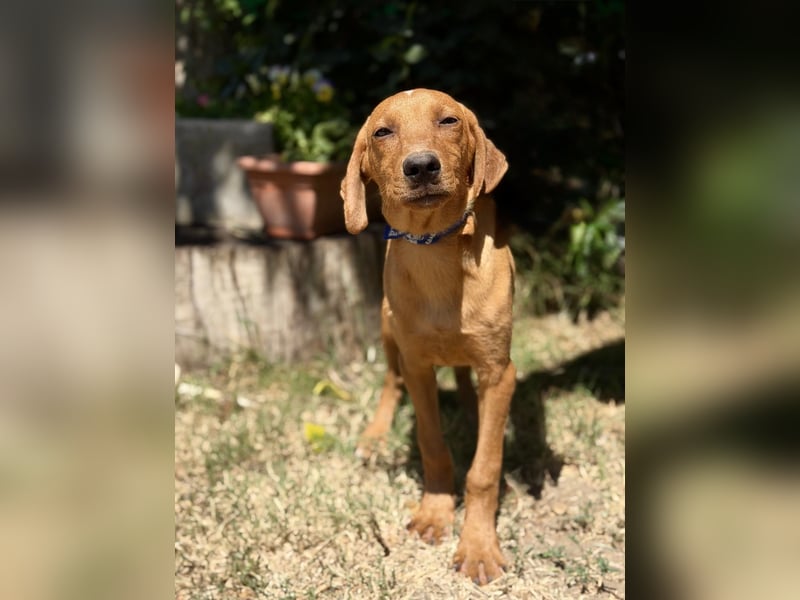 Remi (Remig) Ein fröhlicher Sonnenschein sucht seine Herzensmenschen