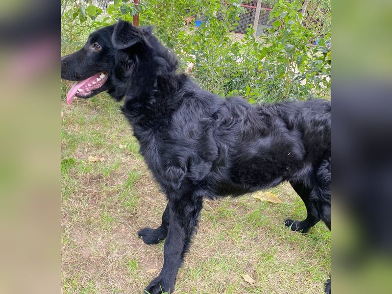 Ziza -Hübsche Hündin auf der Suche nach ihrem Glück